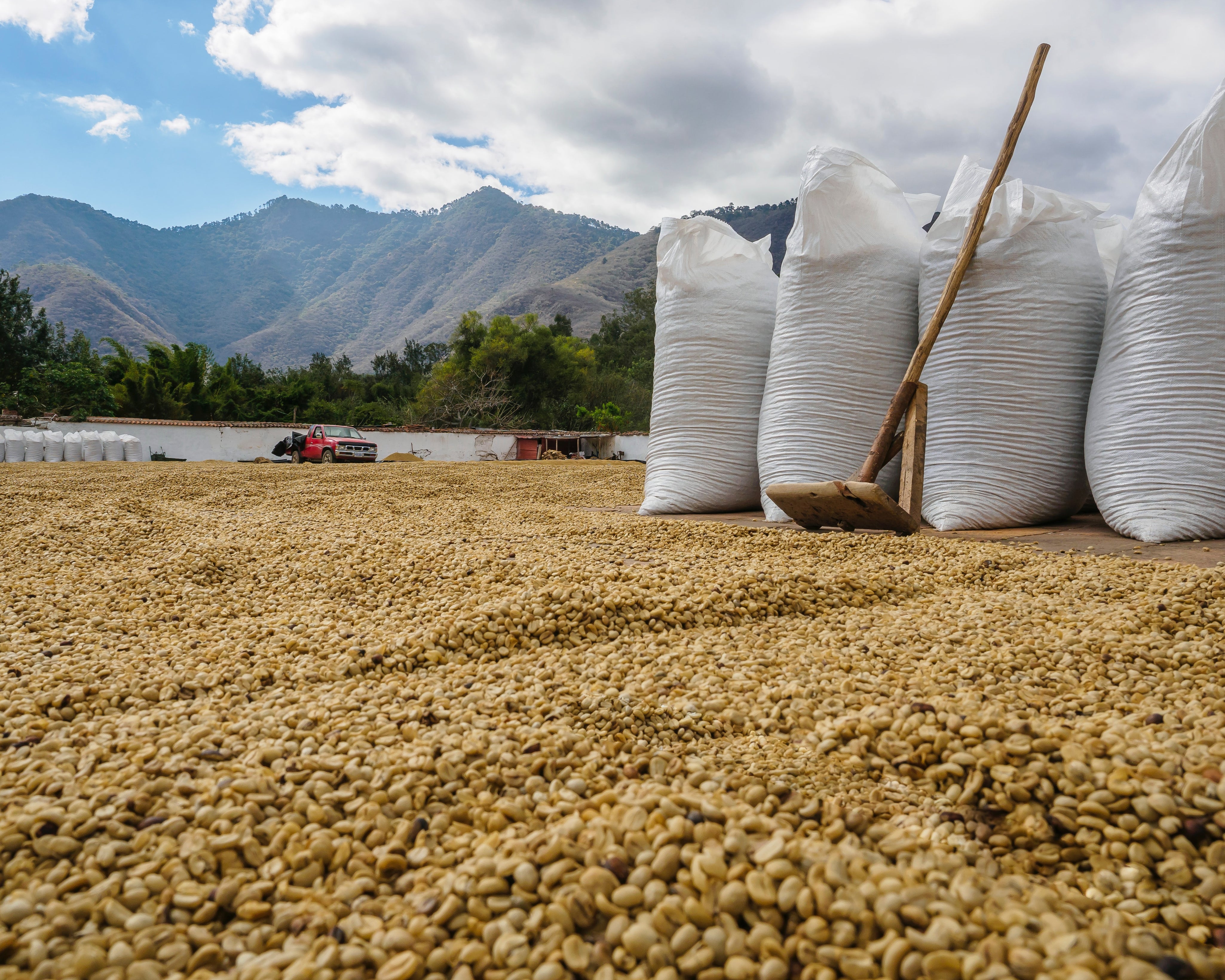 How to Drink Coffee More Sustainably
