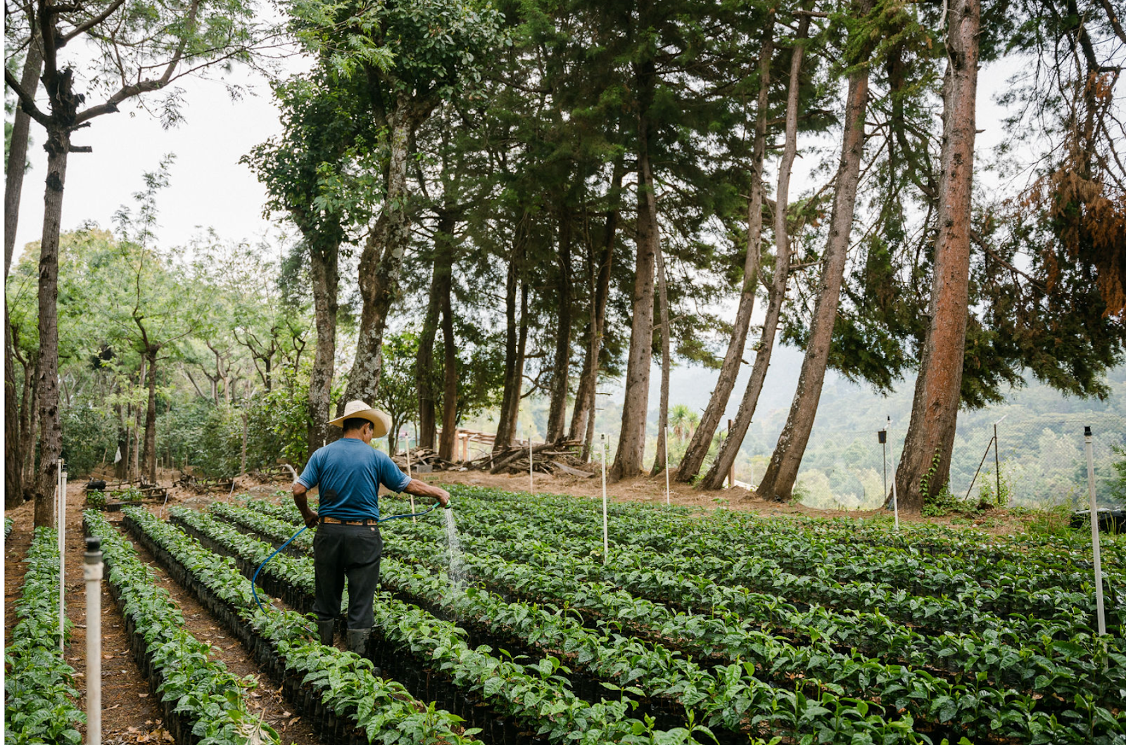 Everything You Need to Know About Coffee in Guatemala