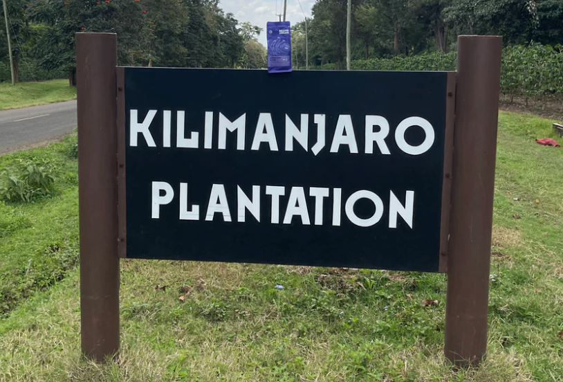 Everything you need to know about Tanzania Kilimanjaro Peaberry Coffee