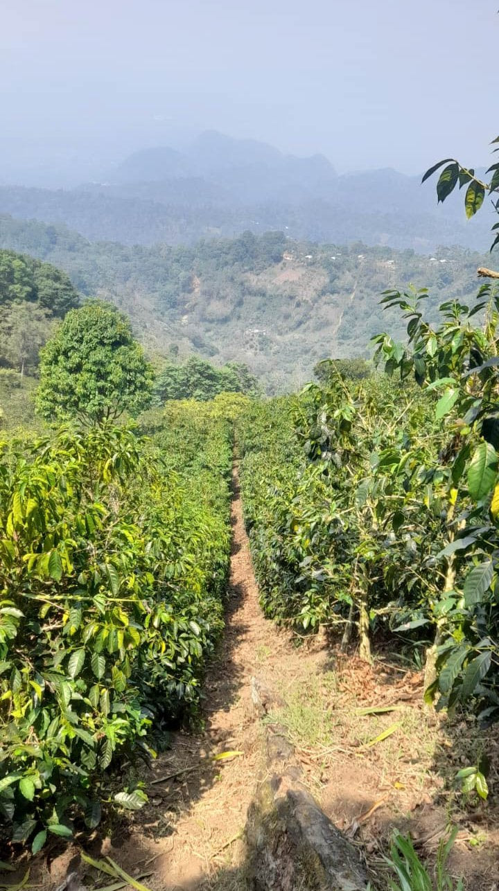 Las Virginias farm with rows of lush coffee plants on a mountain slope, surrounded by dense forest and distant misty hills in the background.