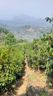 Las Virginias farm with rows of lush coffee plants on a mountain slope, surrounded by dense forest and distant misty hills in the background.