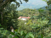 An overview picture of Finca Sinaí farm.