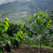 Coffee tree in the mountain