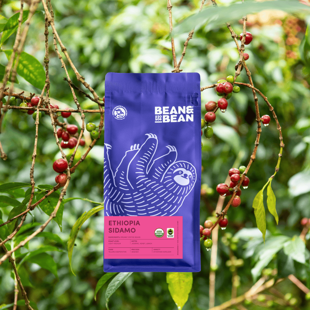A purple Bean & Bean coffee bag with a white sloth illustration and a pink “Ethiopia Sidamo” label, set against a leafy coffee plant background with clusters of red coffee cherries.