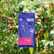 A purple Bean & Bean coffee bag with a white sloth illustration and a pink “Ethiopia Sidamo” label, set against a leafy coffee plant background with clusters of red coffee cherries.