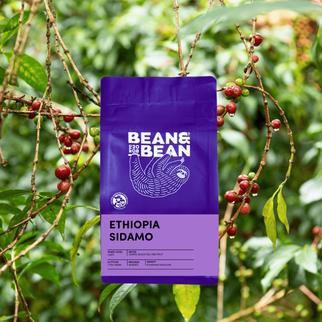 Purple Bean & Bean “Ethiopia Sidamo” coffee bag centered in front of coffee branches with red cherries and green leaves.