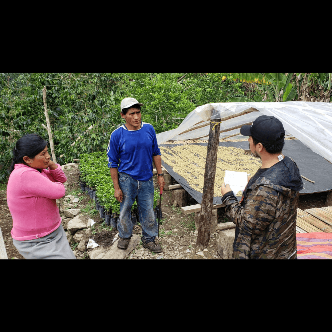 Three people talk near a raised coffee drying bed covered with parchment coffee under a plastic canopy. They're surrounded by lush coffee plants.