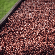 Red ripe coffee cherries on drying bed