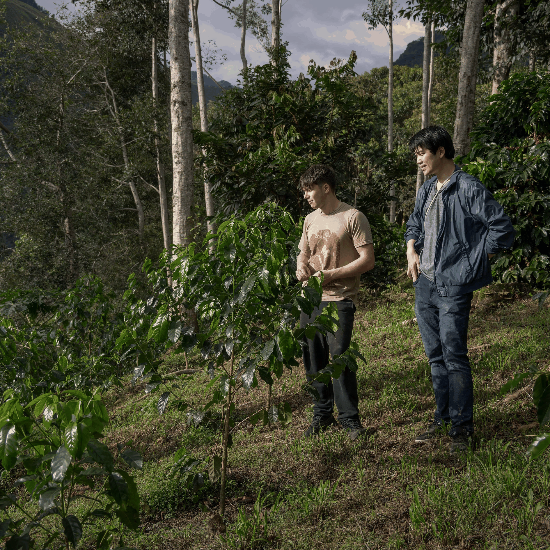 Two men standing in front of coffee tree in mountain.