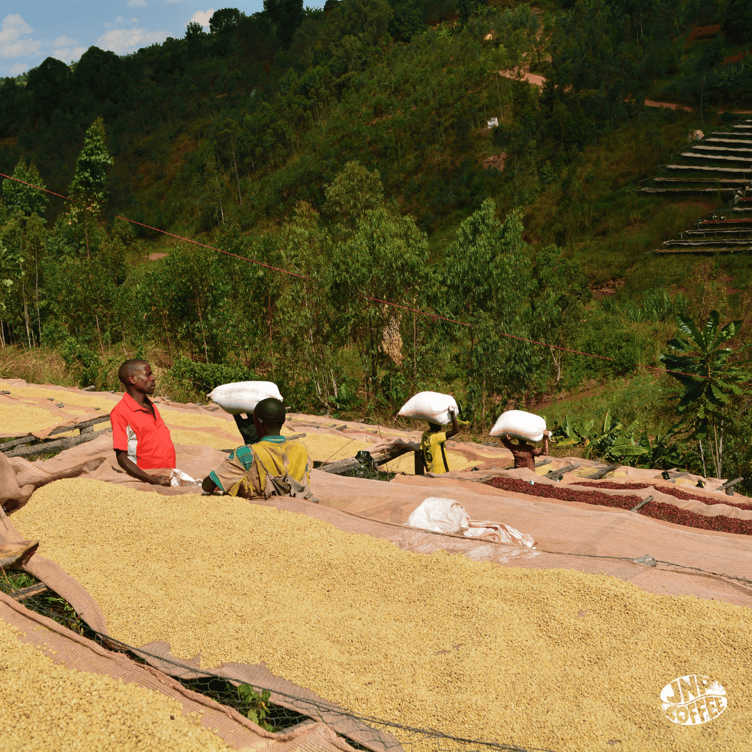 Workers carrying large sacks of coffee cherries on their heads near raised drying beds filled with coffee beans, surrounded by lush green hills in Burundi.