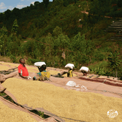 Workers carrying large sacks of coffee cherries on their heads near raised drying beds filled with coffee beans, surrounded by lush green hills in Burundi.