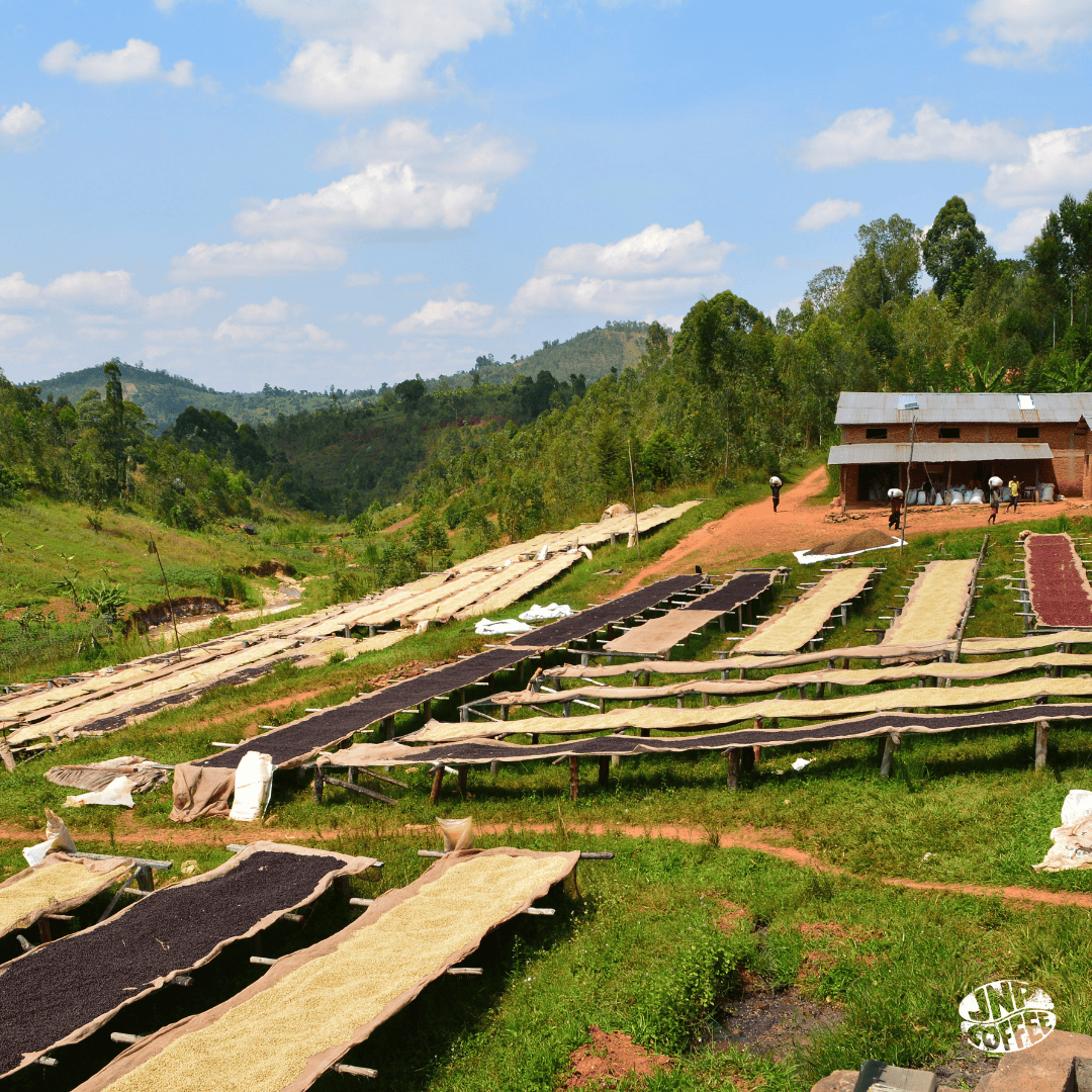 Raised drying beds filled with coffee beans in a lush, hilly landscape in Burundi, with workers near a small building in the background.
