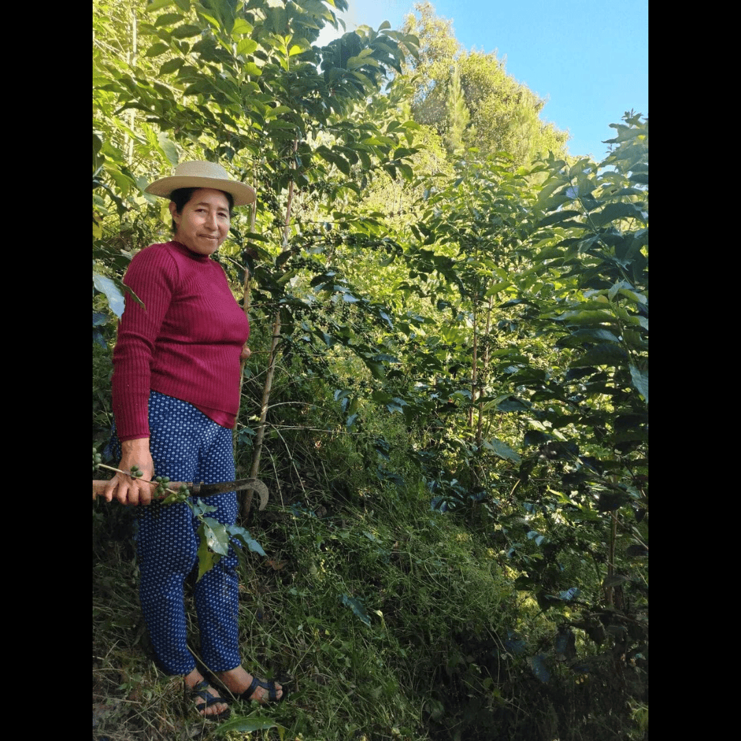 Woman in red sweater and straw hat standing among dense coffee plants, gently touching a branch with green coffee cherries.