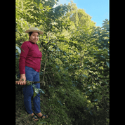 Woman in red sweater and straw hat standing among dense coffee plants, gently touching a branch with green coffee cherries.