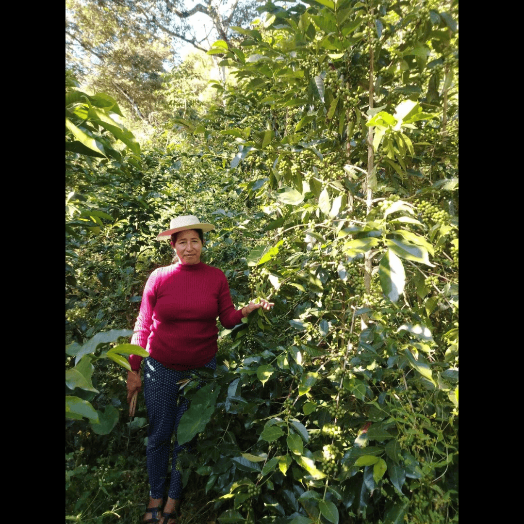 Woman in red sweater and straw hat standing among dense coffee plants, gently touching a branch with green coffee cherries.