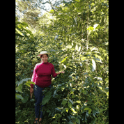 Woman in red sweater and straw hat standing among dense coffee plants, gently touching a branch with green coffee cherries.