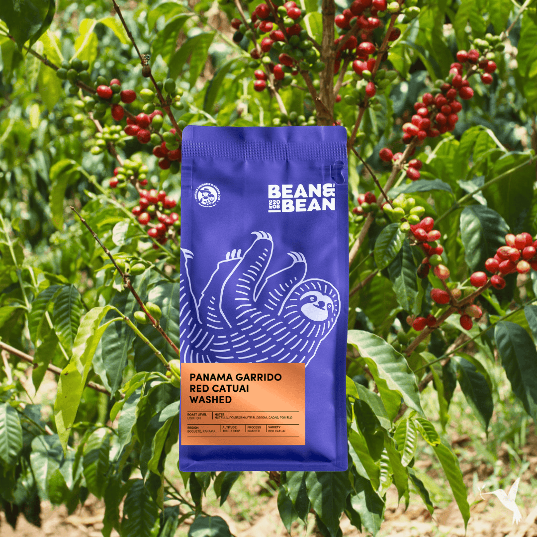 A vibrant purple coffee bag labeled "Panama Garrido Red Catuai Washed" from Bean & Bean is centered in front of lush coffee plants bearing red and green cherries. The bag features a white illustration of a smiling sloth and an orange label with tasting notes and origin details.