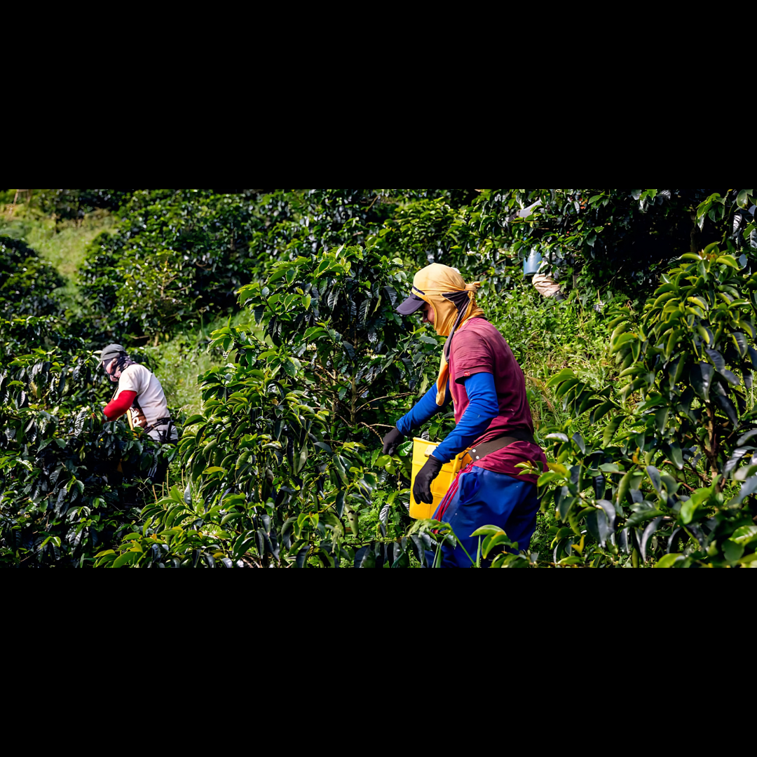 Coffee farm workers picking cherries on a lush hillside.