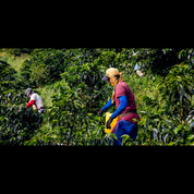 Coffee farm workers picking cherries on a lush hillside.