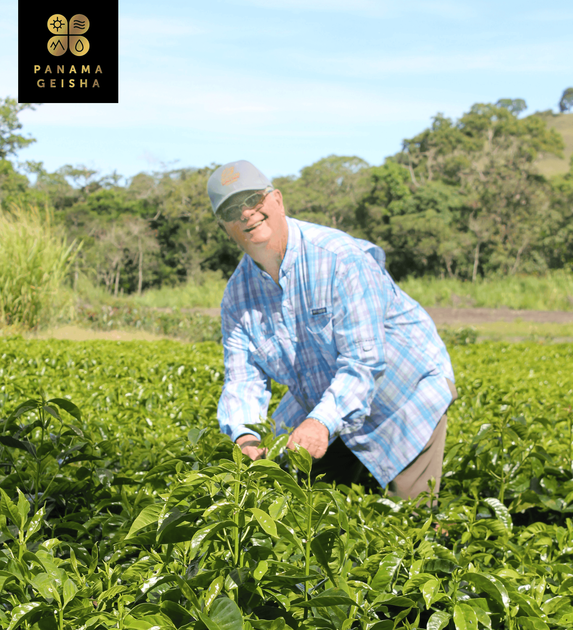 Farmer harvesting coffee in a lush green field