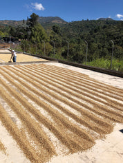 Coffee beans laid out in neat rows to dry on a large concrete patio under the sun, with a person working in the background and lush green mountains surrounding the area.